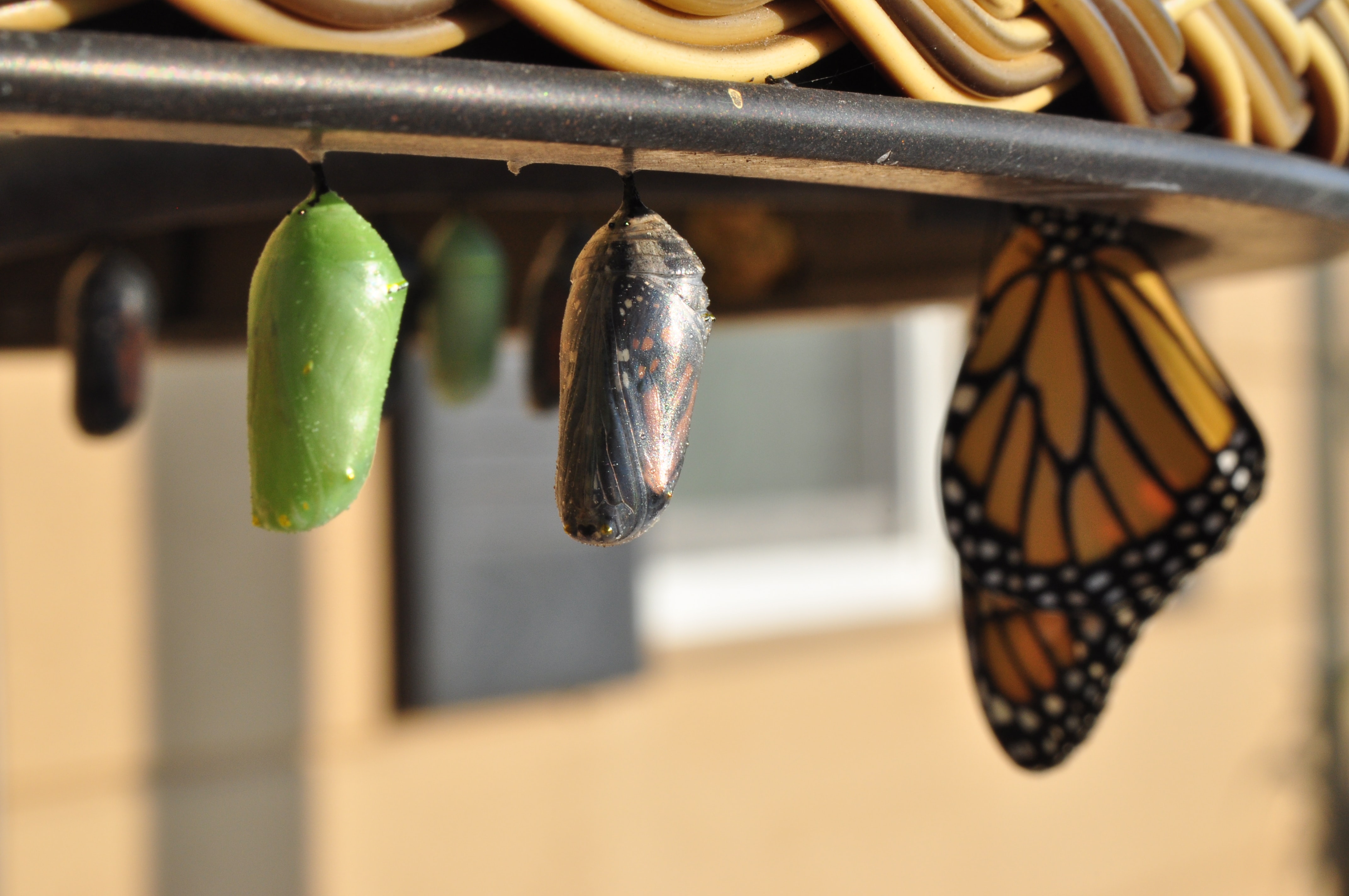 a butterfly and two chrysalises