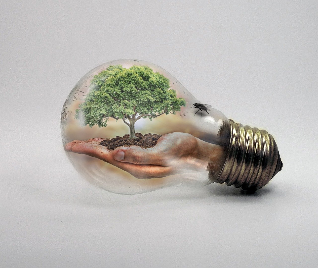 Hand with a green tree growing out of the palm, inside a lightbulb on a white background