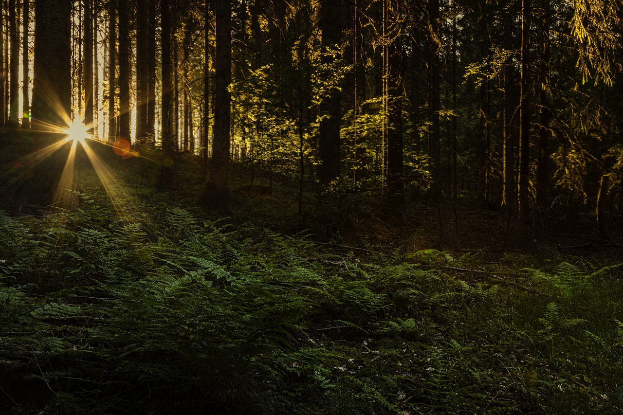 Image of a forest floor at sunset, with dark tree trunks rising out of green moss and ferns