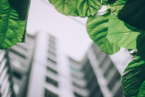 A shot looking up at a building which is blurred in the background. There are green leaves in focus in the foreground.