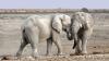 two elephants crossing trunks in a desert